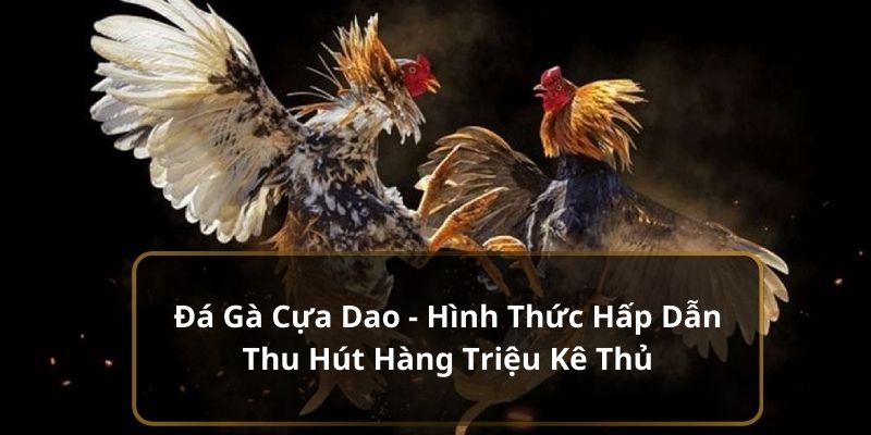 Đá Gà Cựa Dao - Hấp Dẫn Thu Hút Hàng Triệu Người Chơi